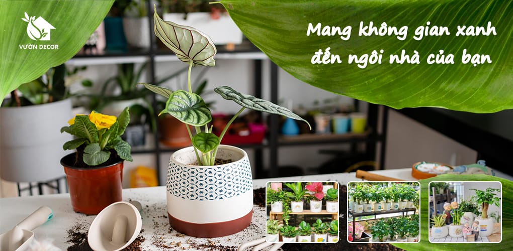 mang không xanh đến ngôi nhà của bạn Vườn Decor